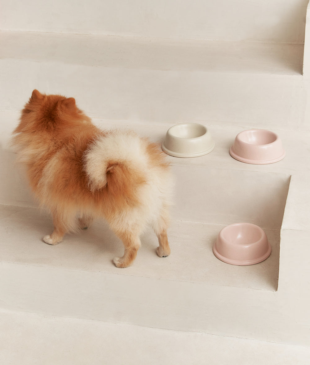 Ceramic Food Bowl