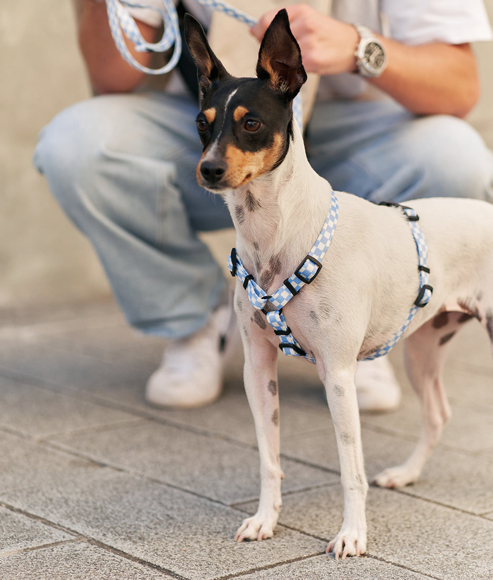 Recycled PET Dog Harness Blue