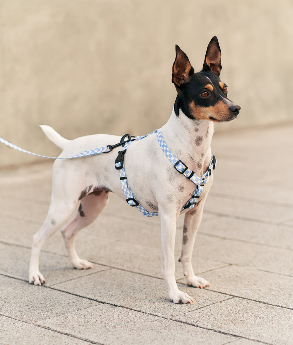 Recycled PET Dog Harness Blue