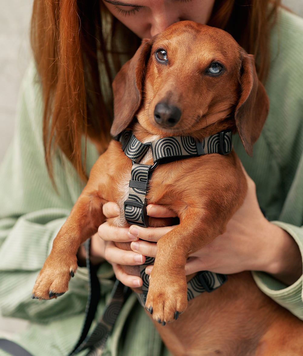 Recycled PET Dog Harness Green